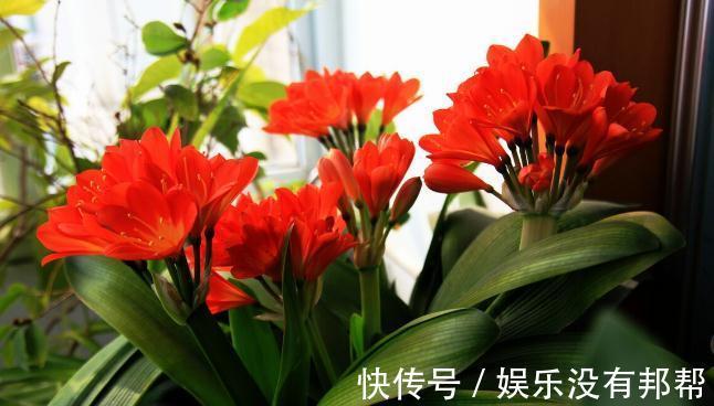 花卉|养好兰花和君子兰的四个命门，你做对了吗？看后定有收获