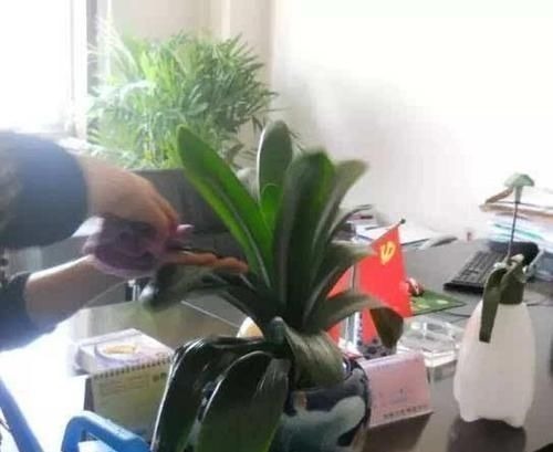 越来越多的养花人,用“它”来浇花,实用、啥都能养活