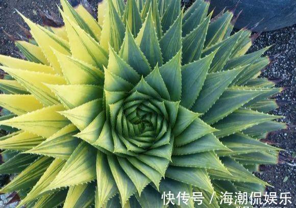 女王|一盆芦荟1万多,一棵能长50年,越老越值钱,你见过芦荟女王吗