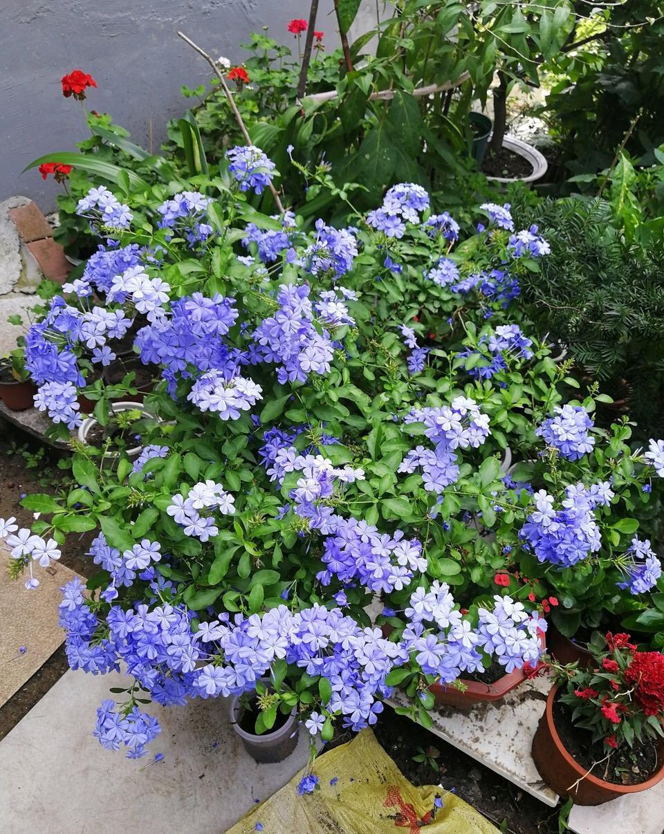 新手|家家户户都能养得6种“耐热花”,天气越热越开花,新手也能养好