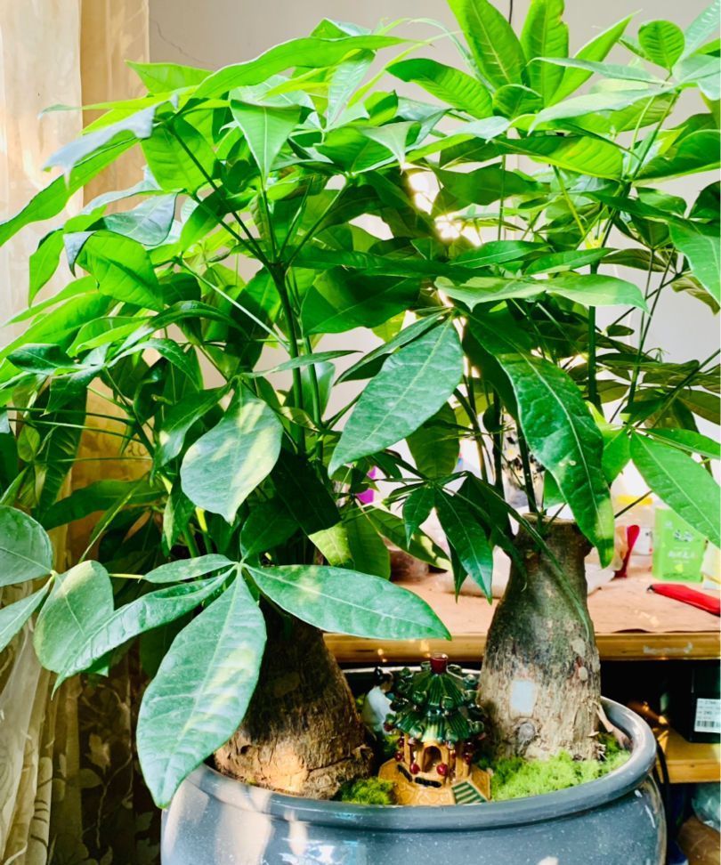 需要“干养”的花几种花，不怎么喜水，否则全都烂根了