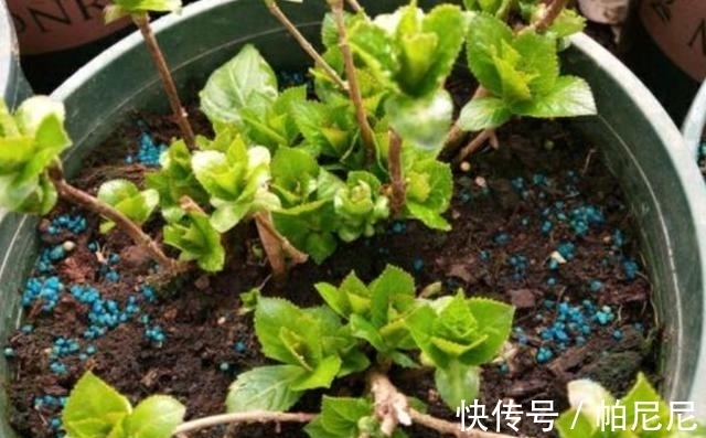 家里养这“4种花”,立春过后要“修剪”,晚了长势弱,影响开花