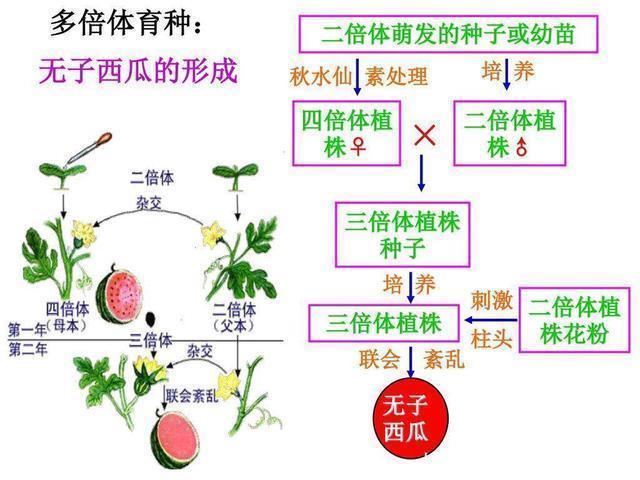 个体 为什么把种子送上太空再下来种，种出来的东西比较大？