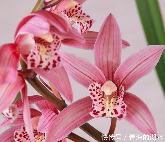 女士养兰花,首选“红满天”,花色艳丽,兰香四溢,长期有花赏!