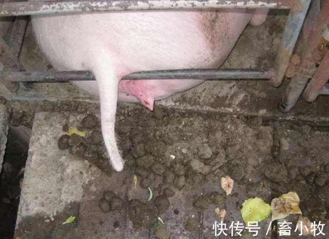 太保|母猪便秘是什么原因引起的?母猪便秘的主要原因,都在这里了