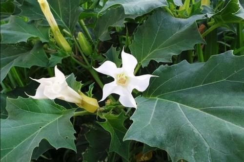 农村常见的2种植物,原来毒性那么强,以后见了要躲开