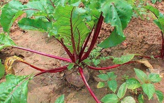 萝卜|它一千多年前入侵中国,被农民误认为萝卜,如今却变外国餐桌名菜