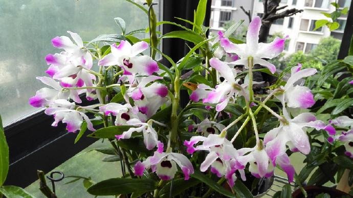 家里采光差,还想养花?5种“耐阴花”,不见太阳,也能四季开花