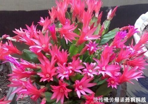 烂根|家家都有的垃圾,抓一把掺盆里,养花十年不烂根,开花爆盆挡不住