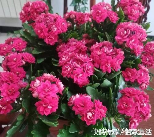 浇灌|养花用什么水浇灌2种'万能浇花水'，浇啥花都能越长越旺盛