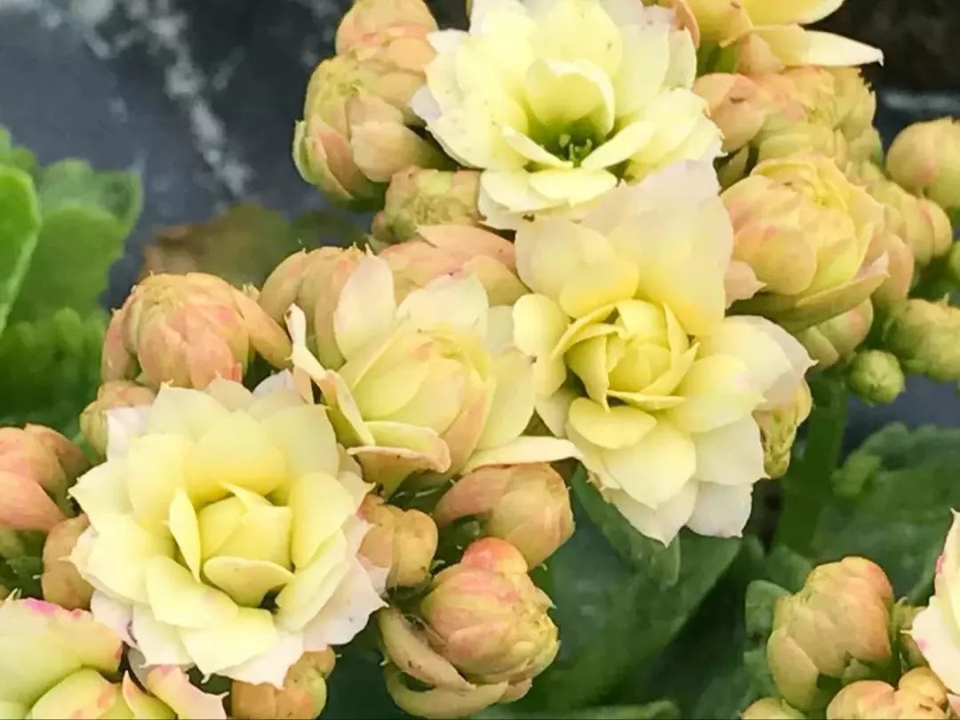 帕罗|45种长寿花，个个都是高颜值，家里养几盆，美得移不开眼