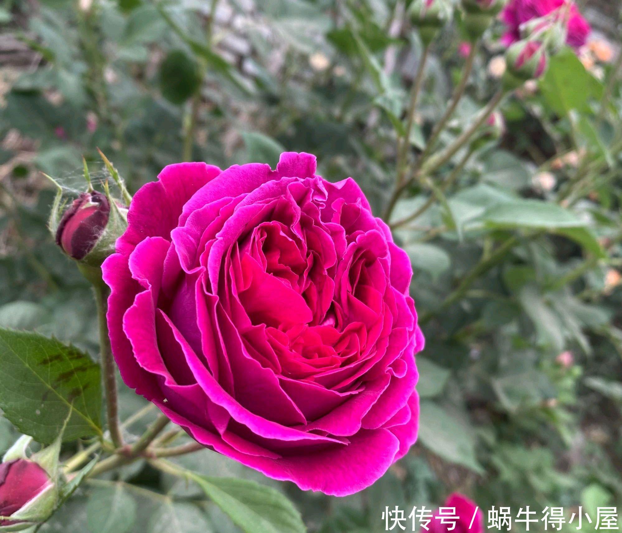 花苞|月季花的花苞和嫩叶长着长着就畸形了是怎么回事?一种小虫在作怪