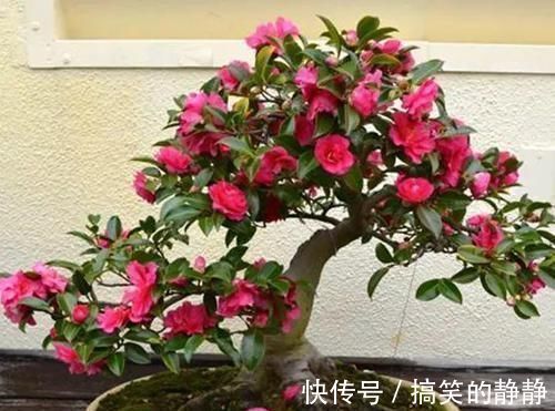 修剪|家里有这10种花，多修剪少浇水，能养成高价盆景