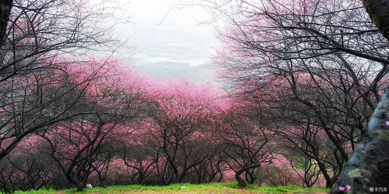 江南雨，梅花村，寻梅踏青！