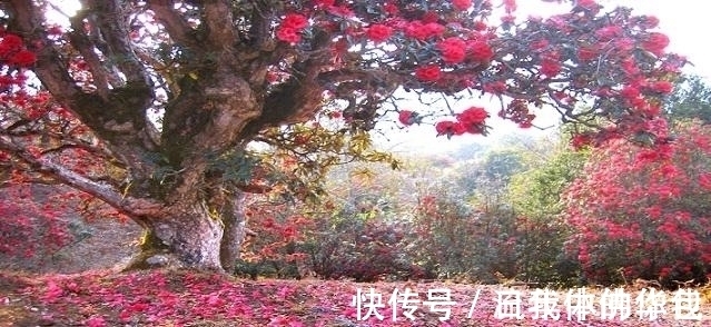 刘丽娟$七律,醉秋五首丨盈盈秋水念秋名,不负秋生这段情