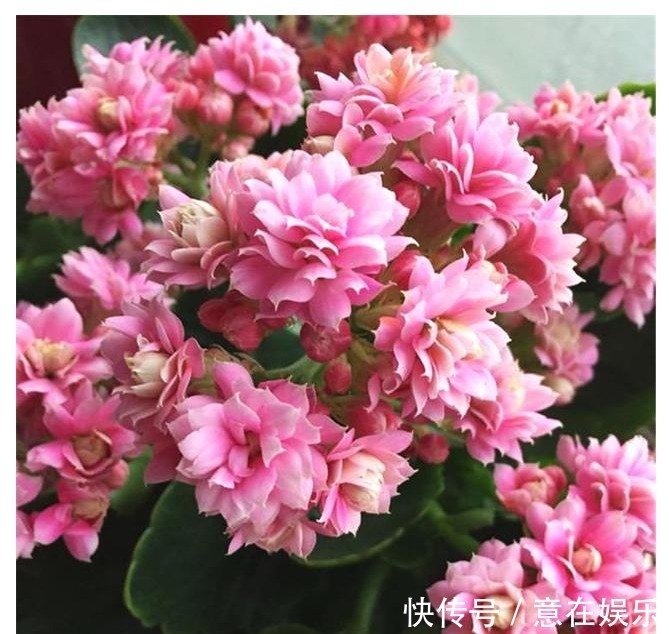 营养物质|养长寿花,配土加1料,长寿花吃得很欢,不停爆花,变成大花球!