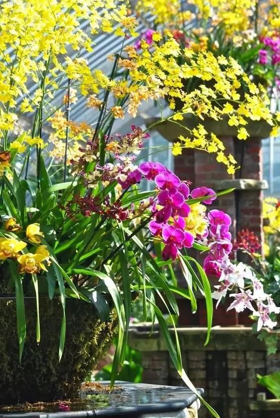 心中有花园，自然有花开