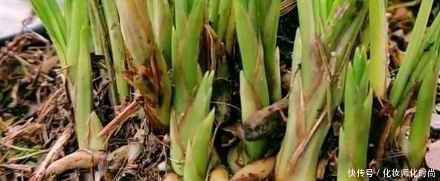 养兰花就一点,养好根就长得旺,其中配土、施肥是重点