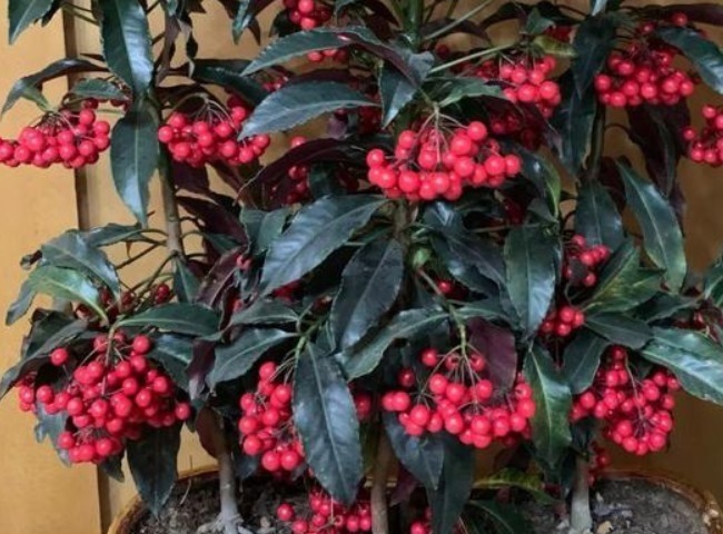 正月二十五,家里不可错过的4种“财运花”,寓意牛年顺风顺水!