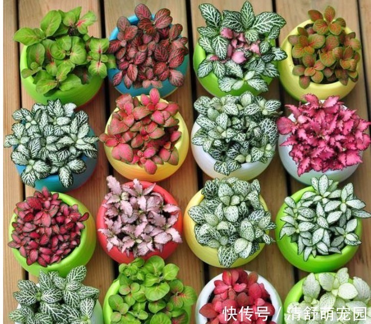 矾根|被”惊艳“到的5种”观叶花“,叶子比花漂亮100倍,1年都是花期