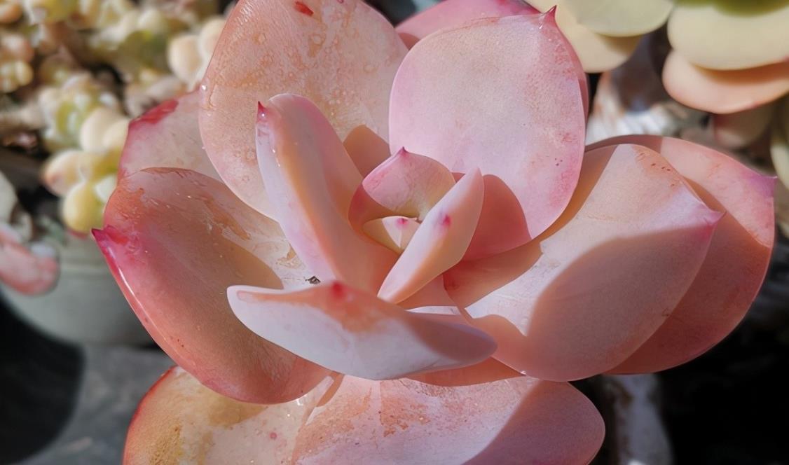 如果不说是白凤,大家能认得出来吗?控养的白凤,完美逆袭