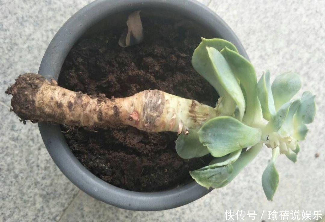 多肉叶子皱皱巴巴别光浇水,多半是伤根该换盆了!