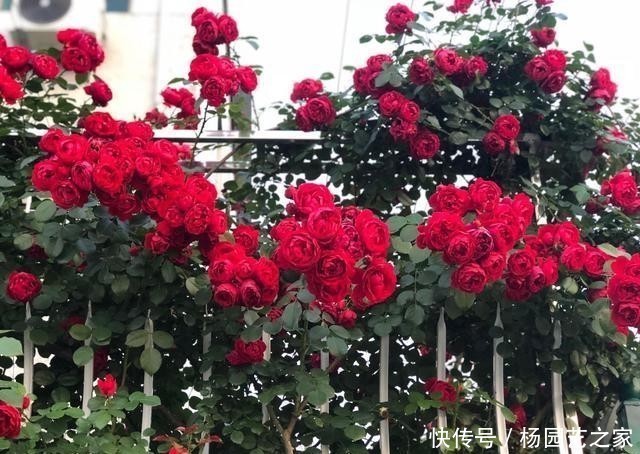 盆栽|开大红花的藤本月季,漂亮又喜庆,三季开花,种植容易,盆栽也行