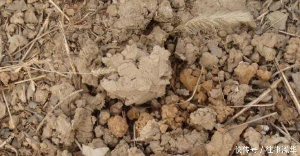 嫌换土太麻烦，老花匠教你“3招”，旧土直接变新土，养啥旺啥！