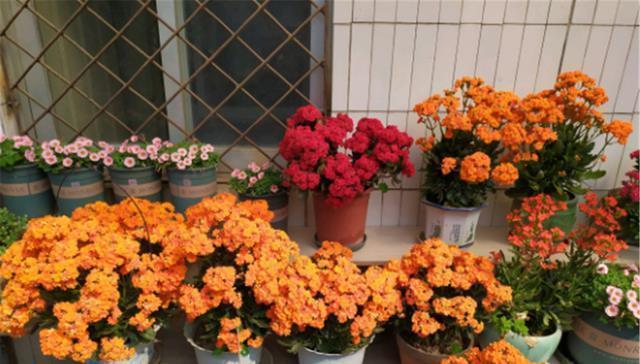 长寿花|有1种花,非常喜欢被“掐头”,不掐就是丑八怪,掐了全是花