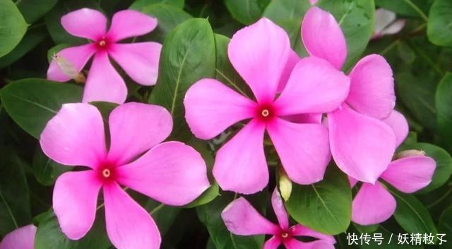 3种花很好养,沾土就能活,浇水就爆盆,好养易活漂亮极了