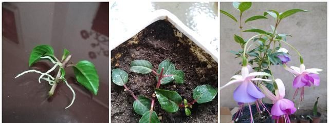 别养绿萝吊兰了,室内绿植选这款,花型漂亮,四季开花,更值得养