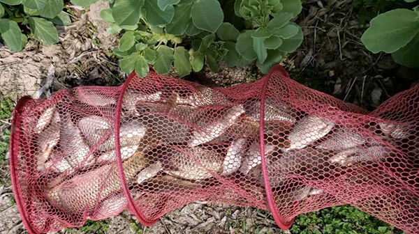  出鱼|仲春时节钓鱼忙，钓位要选这些地形，最是容易出鱼