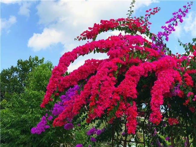 夏天养好三角梅并不难,教你花芽开满枝头!