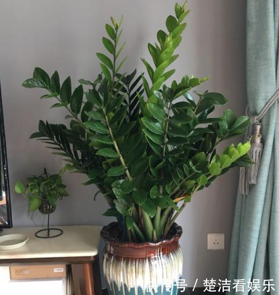 叶片|金钱树养不好掌握“2点”,叶片绿得滴油,盆里全是“大土豆”