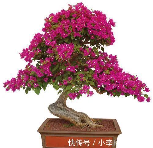 给三角梅盆景巧妙操作，枝干遒劲开花多，你了解过嘛