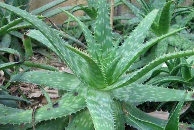 4种花养家里,福旺运旺,特别省心,几乎不用管都能长得很好