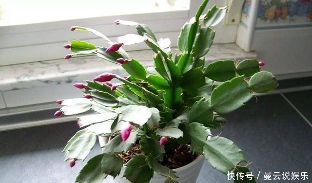 蟹爪兰|养好蟹爪兰,先学会用土,后期管理很简单,开花更多