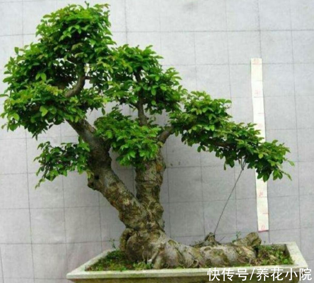 栽植|野外2种“疙瘩树”，苍劲古朴，枝叶清秀，适合做盆景