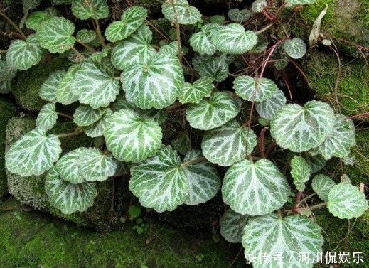 2月养花种草,面对着时冷时热的气候变化,园艺人该怎么做