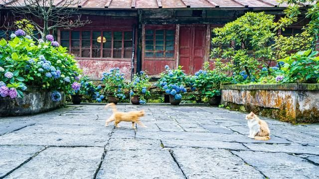 神秘感|峨眉山自带神秘感的云中寺院，有你不曾见过的美