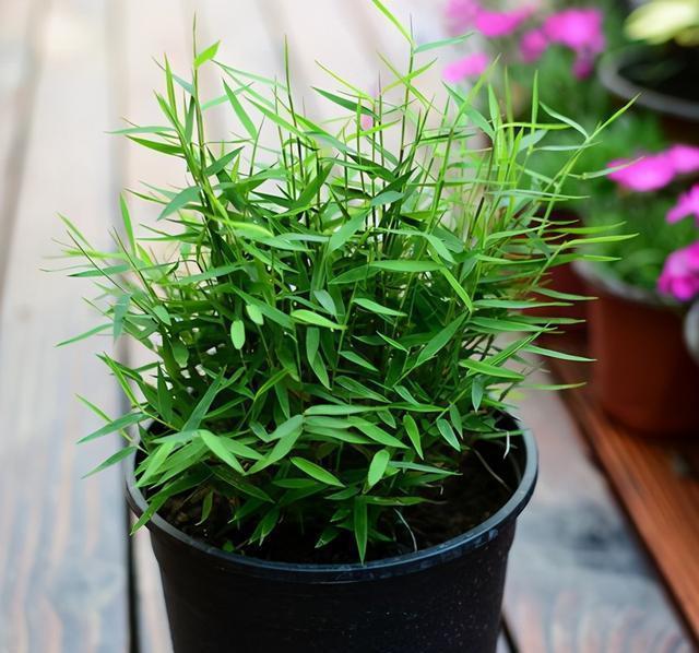 叶子|家庭盆栽里的“小精灵”,叶子翠绿,生机勃勃