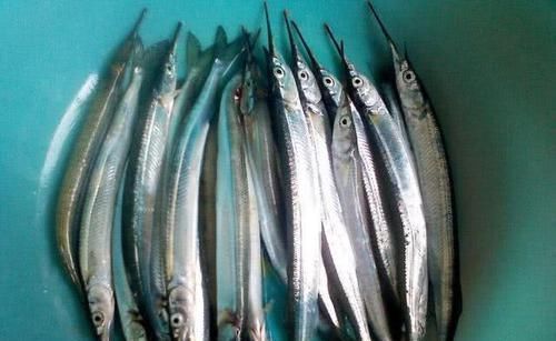 渔民|此鱼嘴巴尖细,很难钓到,聪明的渔民有办法放“针良船”