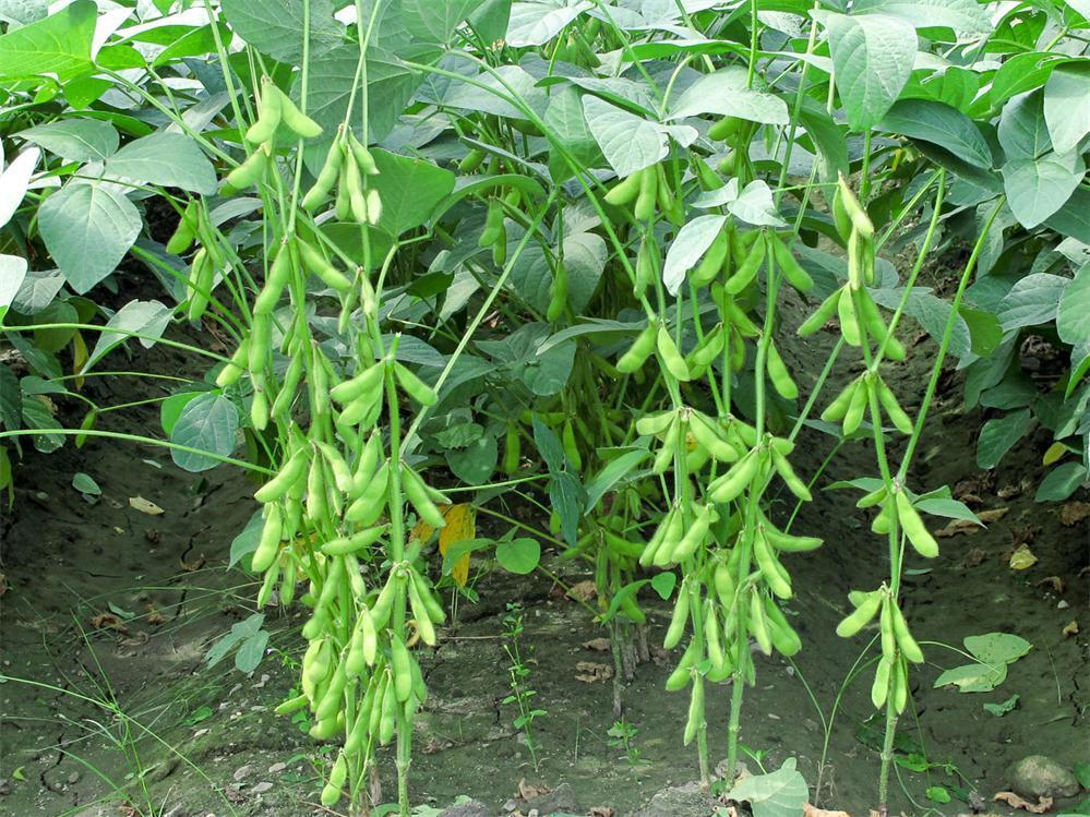 美容|不想做黄脸婆，多吃三种食物，养颜美容，滋润皮肤，保持身材