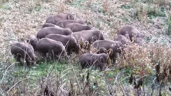 普洱市 普洱:“象”见恨晚的地方