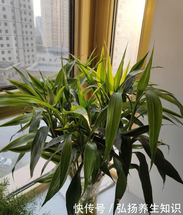 10大受欢迎绿植,你家养了几种!