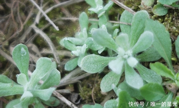  野菜|农村此类野菜对身体好，教大家认识一下，你认识几种纯天然食物