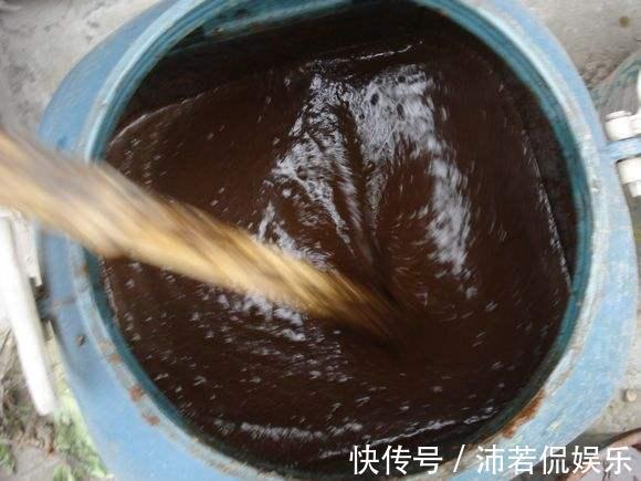 肥水|秋季养“蟹爪兰”,10天浇1碗肥水,开花多3倍,花朵大、花色艳