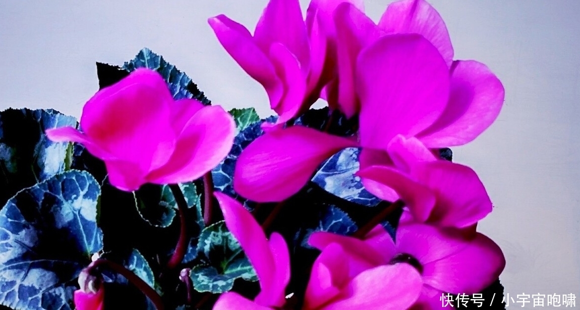 冬天最容易养的六种花,现在正开花,花大又艳,邻居串门直夸好看