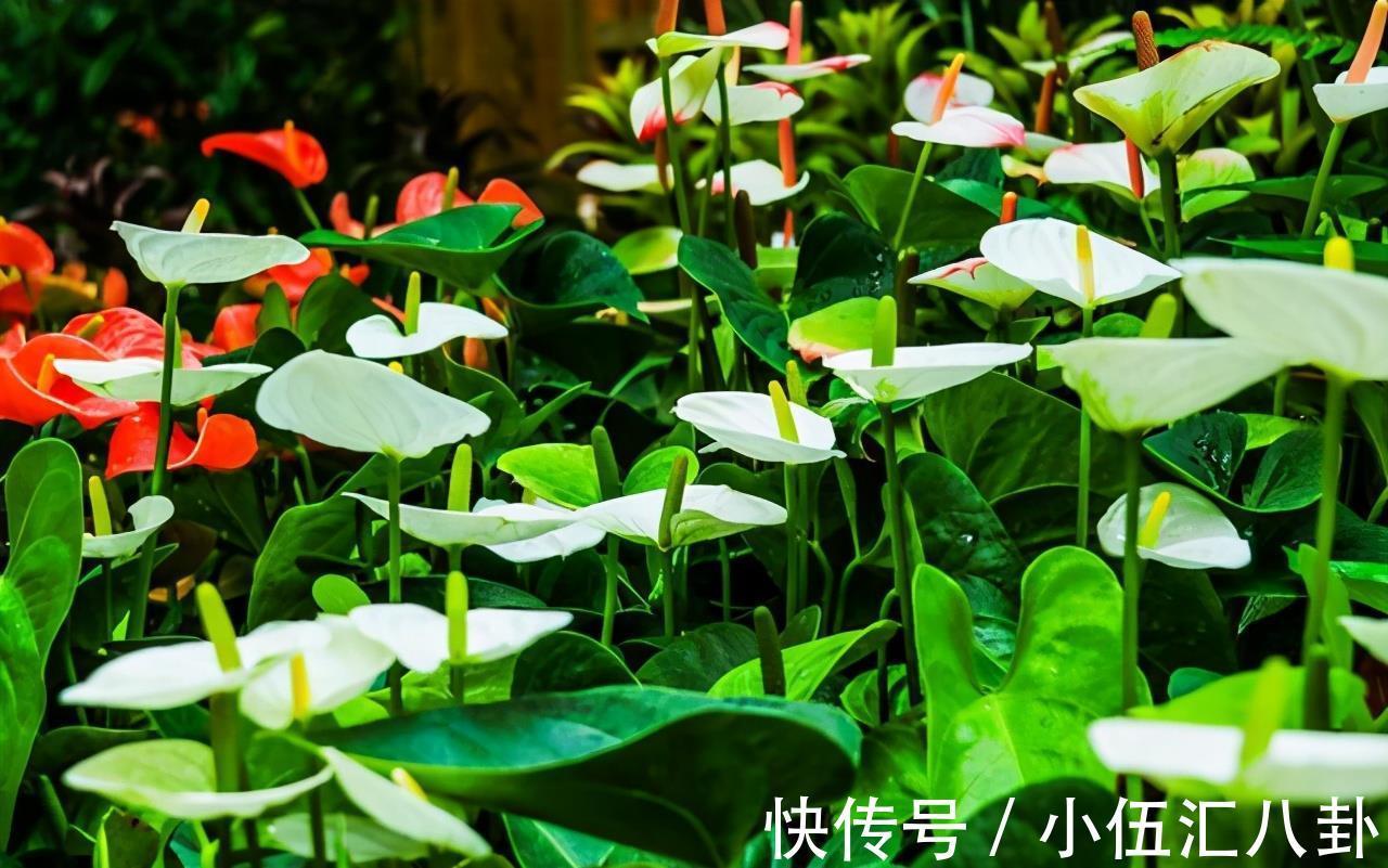 叶片|4种“四季花”，好养又漂亮，一年至少能开300天，值得拥有