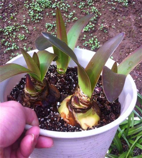 君子兰|埋一颗“洋葱头”在土里,浇水发芽好养活,比君子兰还要大气